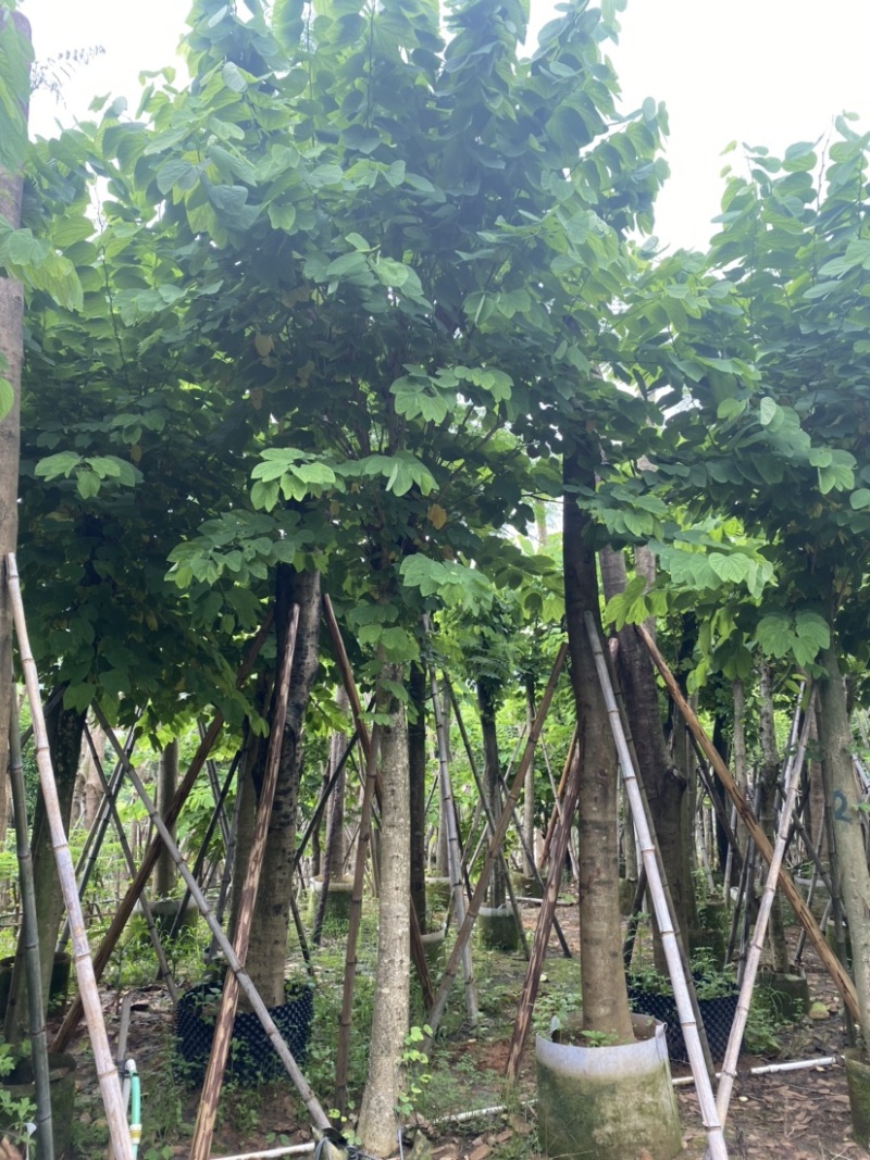羊蹄甲。各种规格齐全。广东普宁苗场直发，欢迎联系