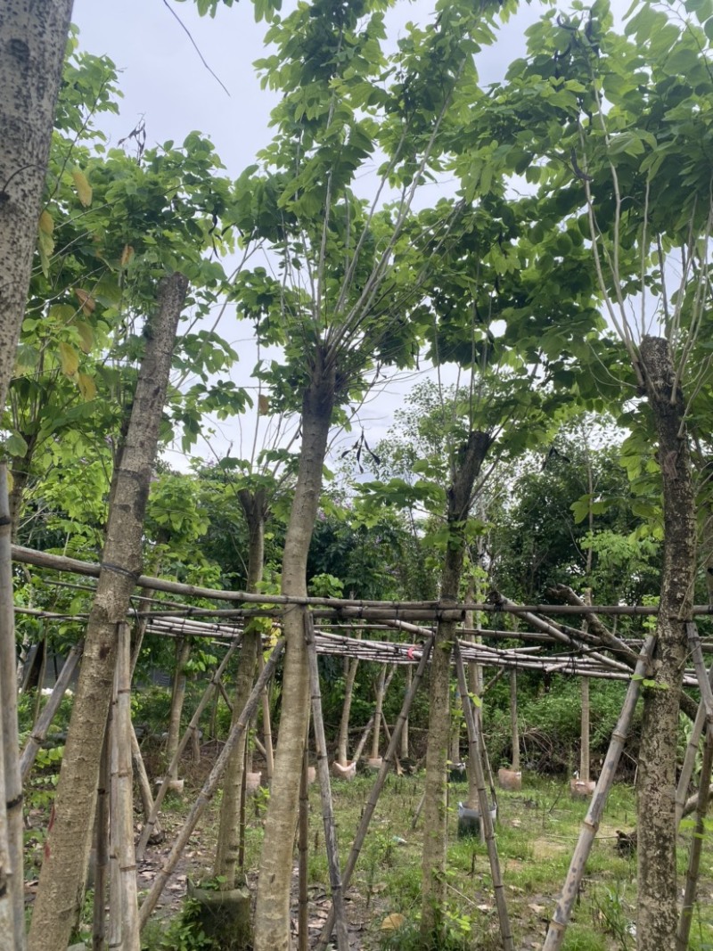 羊蹄甲。各种规格齐全。广东普宁苗场直发，欢迎联系