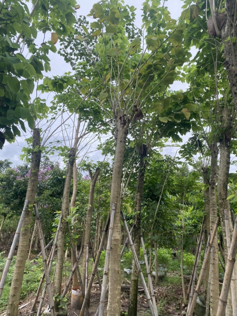 羊蹄甲。各种规格齐全。广东普宁苗场直发，欢迎联系