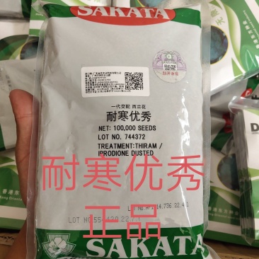 耐寒西兰花种子耐寒低温不变色蘑菇型花球美观正品