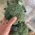 耐寒西兰花种子耐寒低温不变色蘑菇型花球美观正品