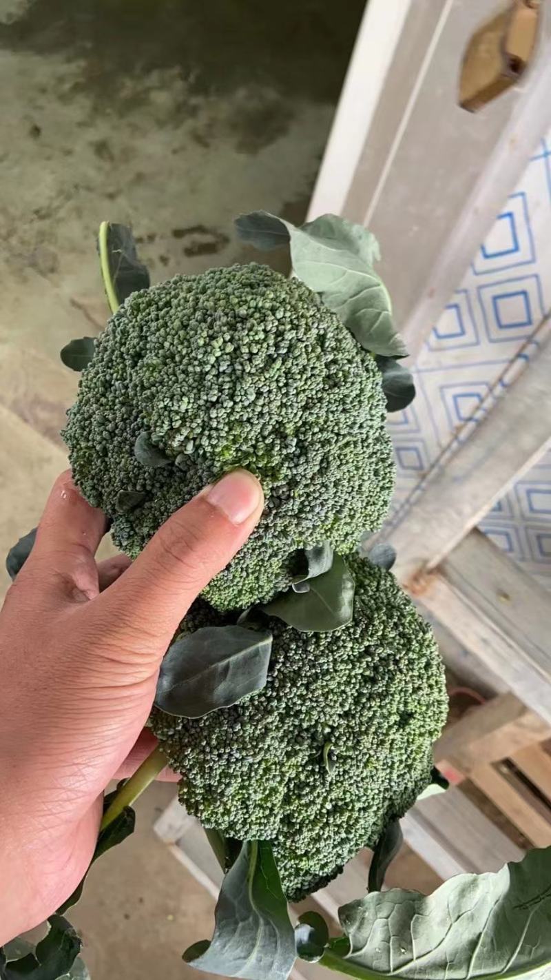耐寒西兰花种子耐寒低温不变色蘑菇型花球美观正品