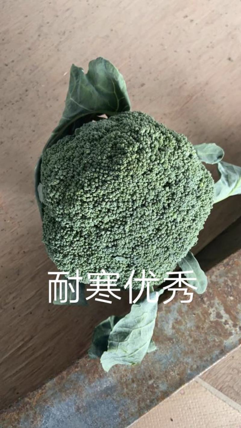 耐寒西兰花种子耐寒低温不变色蘑菇型花球美观正品