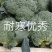 耐寒西兰花种子耐寒低温不变色蘑菇型花球美观正品