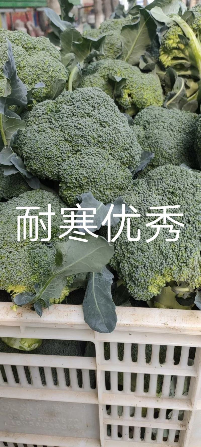 耐寒西兰花种子耐寒低温不变色蘑菇型花球美观正品