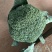 耐寒西兰花种子耐寒低温不变色蘑菇型花球美观正品