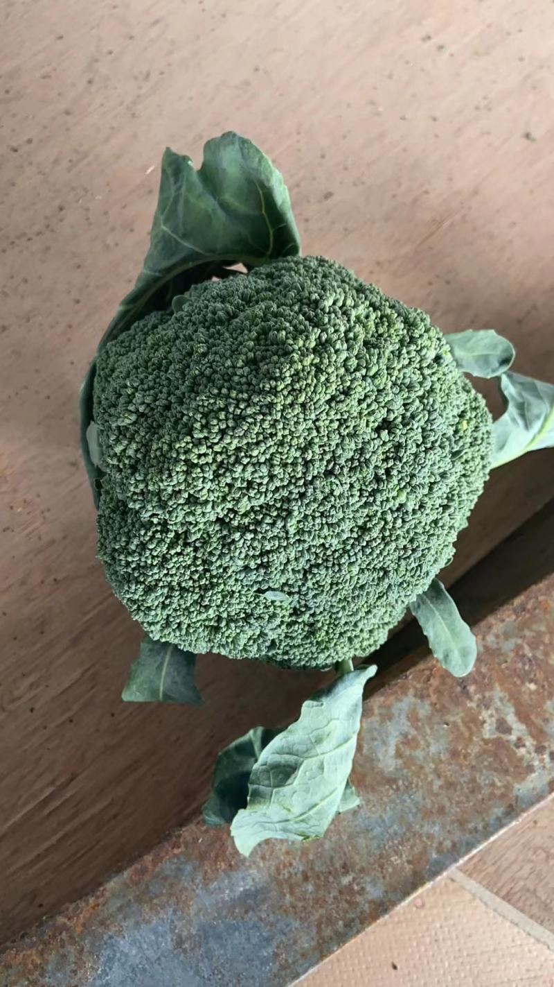 耐寒西兰花种子耐寒低温不变色蘑菇型花球美观正品