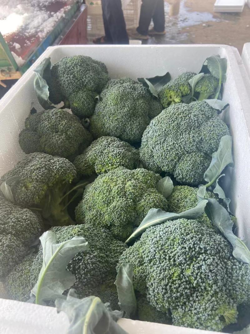 耐寒西兰花种子耐寒低温不变色蘑菇型花球美观正品
