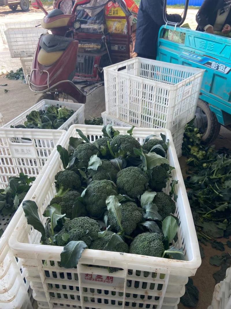 耐寒西兰花种子耐寒低温不变色蘑菇型花球美观正品