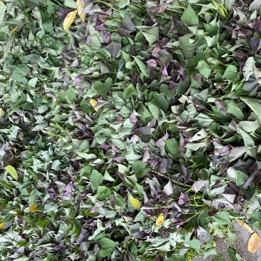 大量靓货西瓜红，桂京008，一点红红薯苗。