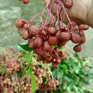 野鸦椿子