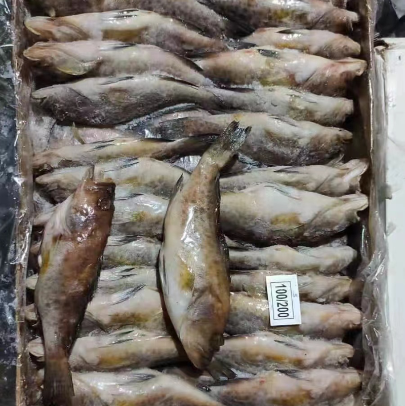 石斑鱼鲜活冷冻石斑鱼江苏海鲜水产批发石斑鱼