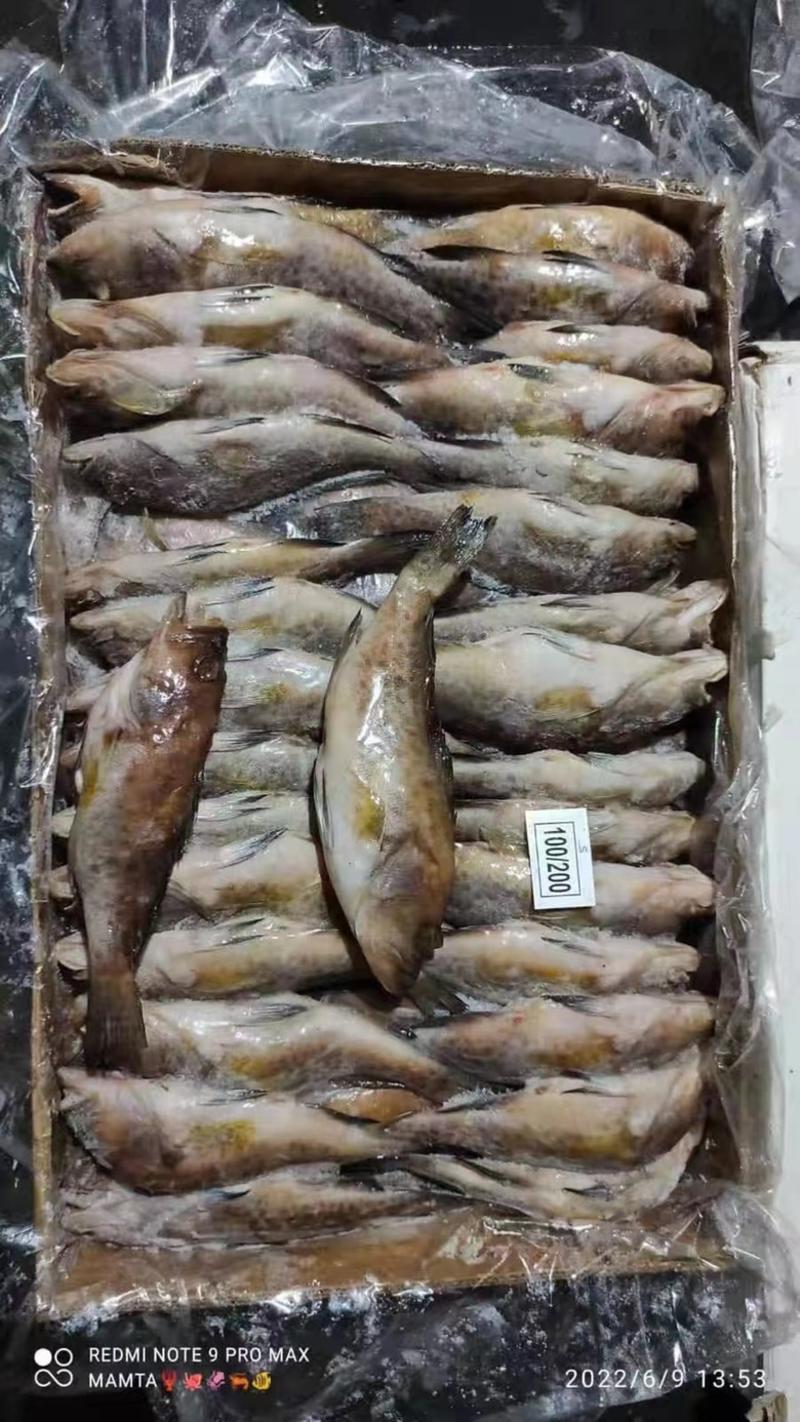 石斑鱼鲜活冷冻石斑鱼江苏海鲜水产批发石斑鱼
