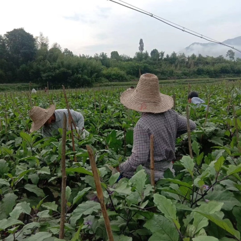 【现货】线茄蔬菜茄子长茄大量有货一手货源接电商