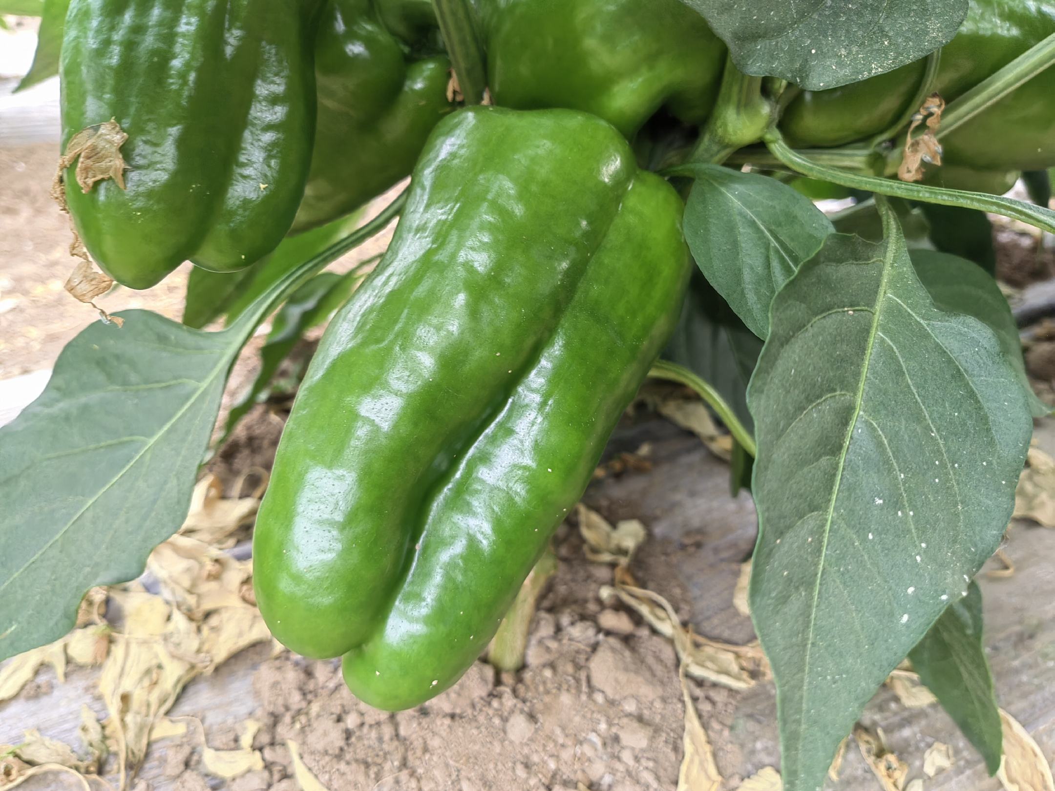 尖椒的形态特征