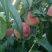 编号宁01万亩好吃的毛桃基地供应！{陌武果蔬驿站}