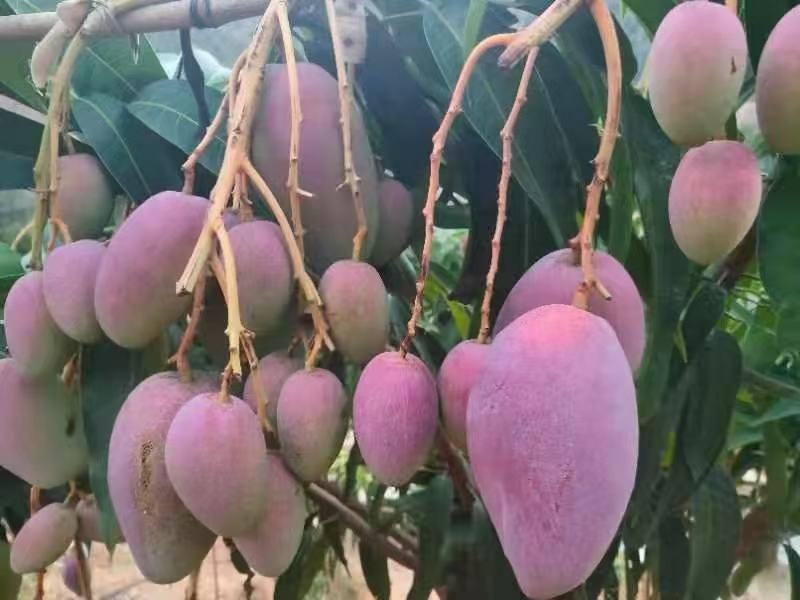 “大雅一号”黄果柑挂果盛期特写：枝头累累垂坠，果实呈扁圆形，果皮光滑细腻，成熟时呈明亮金黄色，略带橙红晕斑，单果重140–180g，果蒂部微凹，整体匀称饱满