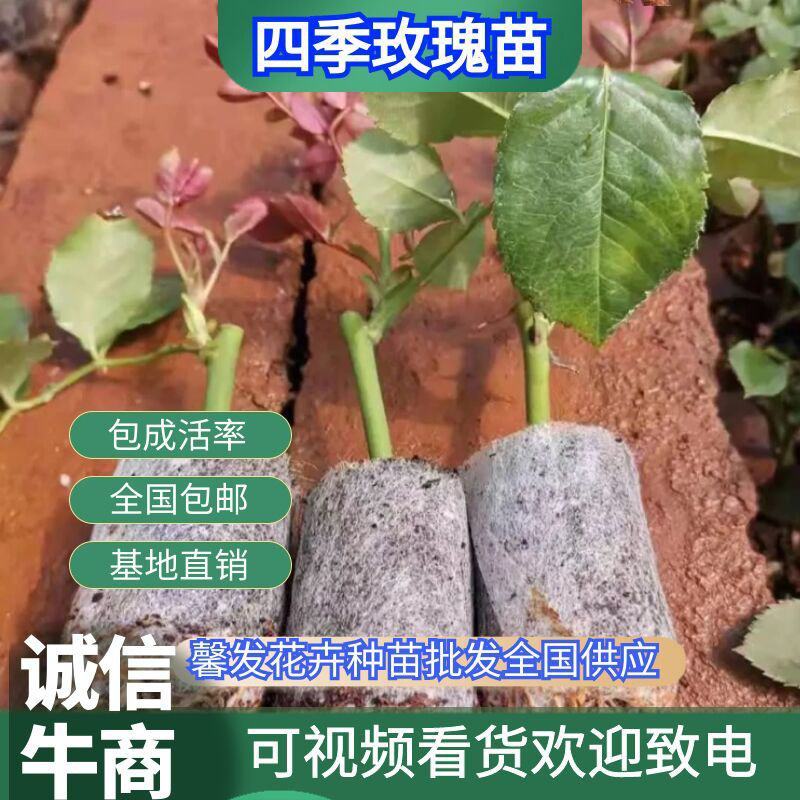 精品四季玫瑰苗四季开花玫瑰易成活带土发货欢迎选购！