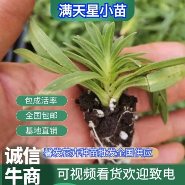 【优选】满天星小苗云南满天星全国包邮质量保证欢迎选购