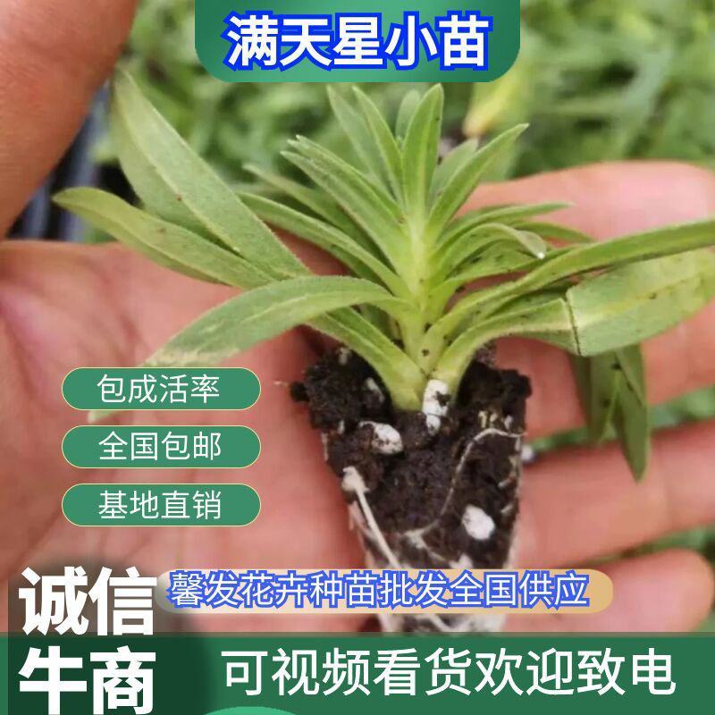 【优选】满天星小苗云南满天星全国包邮质量保证欢迎选购