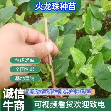 【优选】火龙珠种苗火龙果盆景基地直发货量充足欢迎选购！