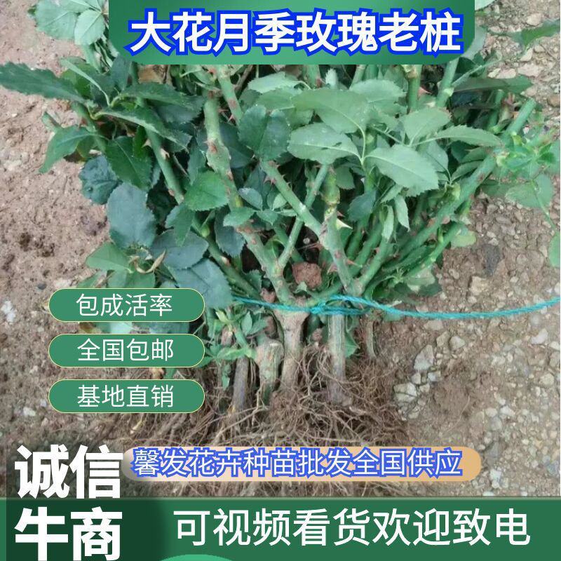 【精品】大花月季玫瑰老桩四季开花大花月季质量保证欢迎选