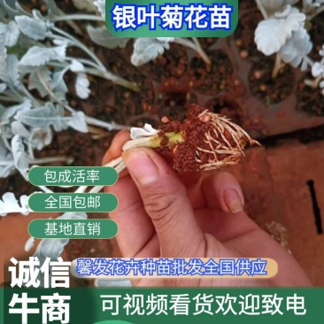 云南银叶菊花苗精品银叶菊耐寒耐旱遇水变色欢迎选购！