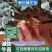云南银叶菊花苗精品银叶菊耐寒耐旱遇水变色欢迎选购！