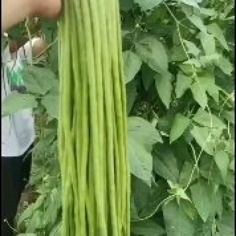 精品长豇豆，长豆角，产地一手货源，质量保证，欢迎进店联系