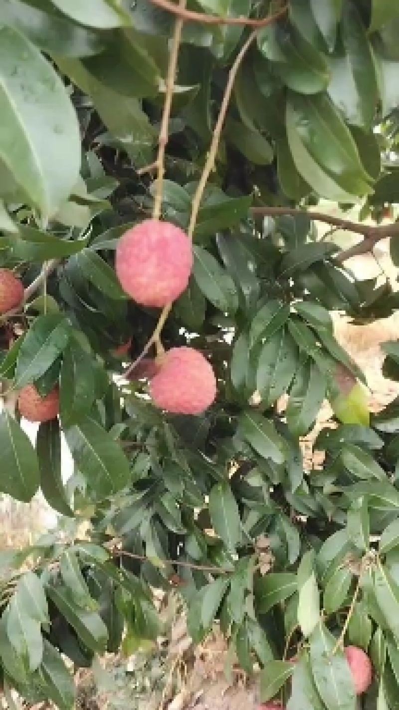 仙进奉荔枝开始上市