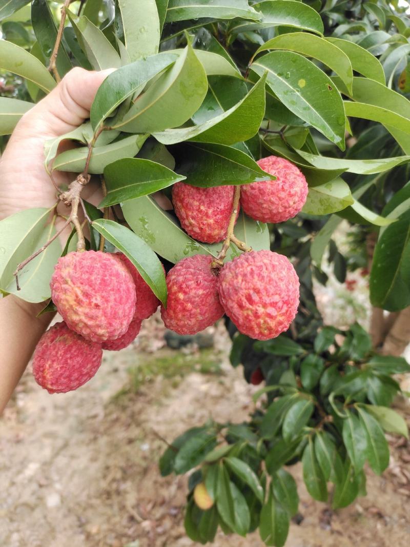 仙进奉荔枝开始上市