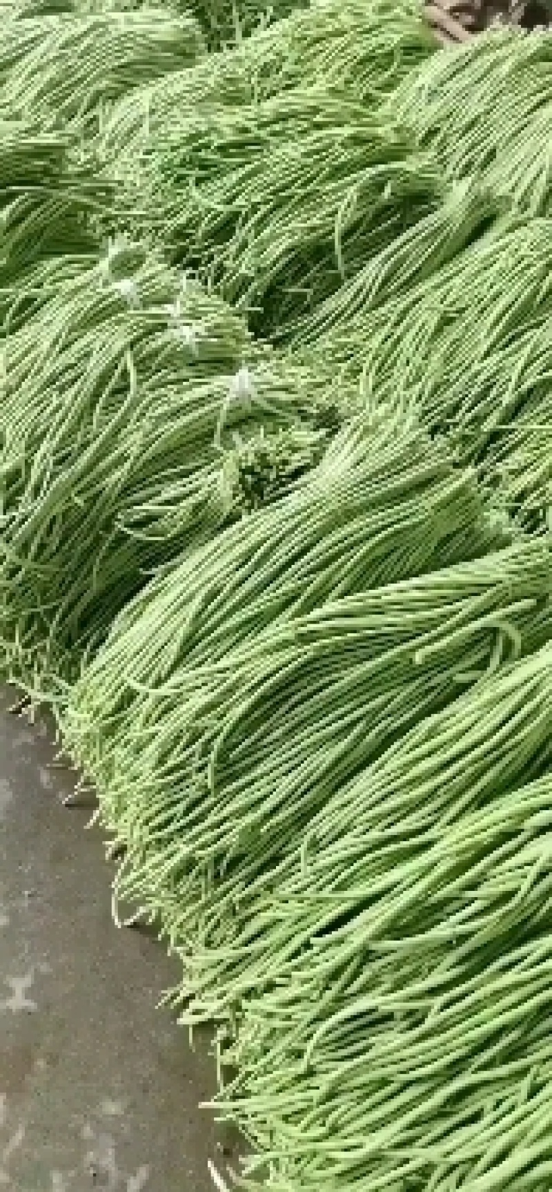 精品长豇豆，长豆角，产地一手货源，质量保证，欢迎进店联系