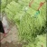 精品长豇豆，长豆角，产地一手货源，质量保证，欢迎进店联系