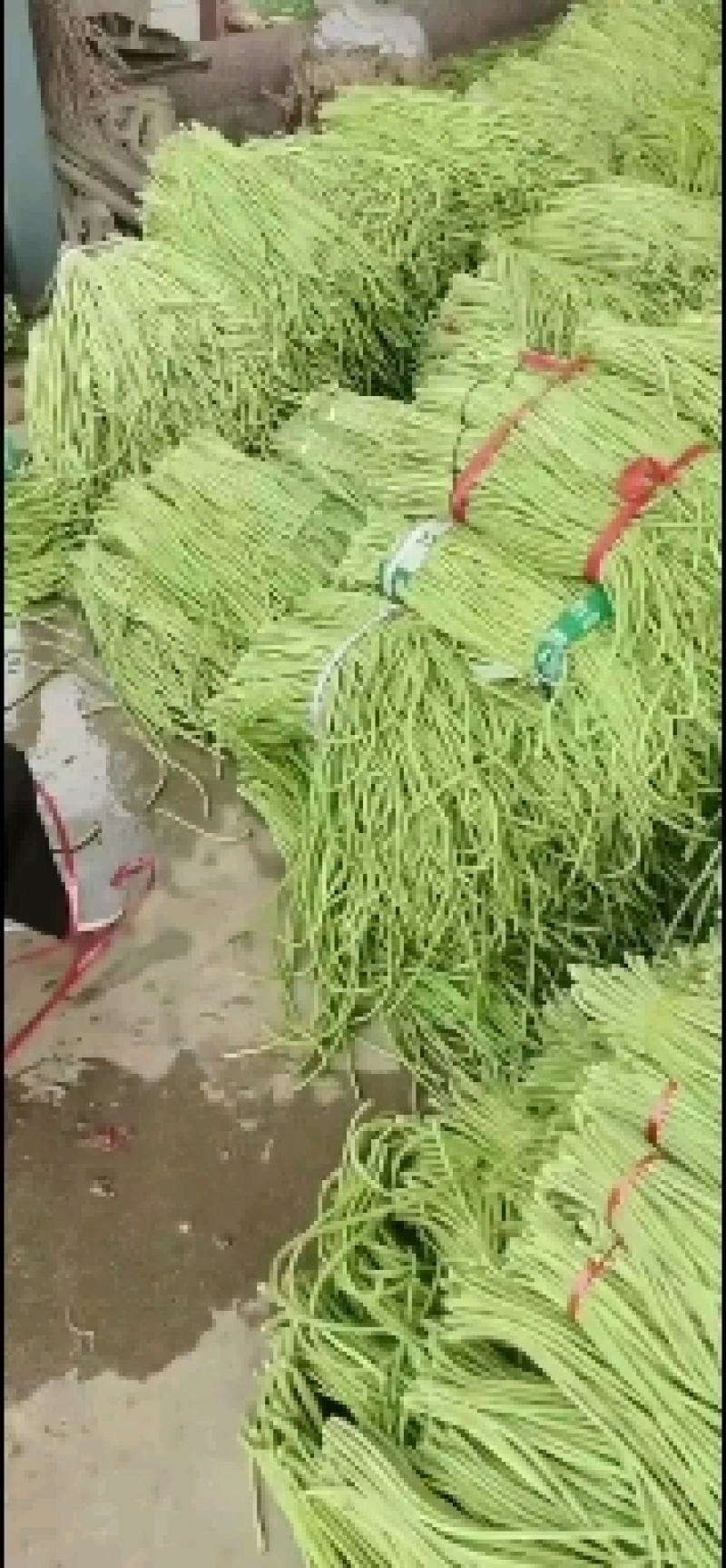 精品长豇豆，长豆角，产地一手货源，质量保证，欢迎进店联系