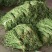 精品长豇豆，长豆角，产地一手货源，质量保证，欢迎进店联系