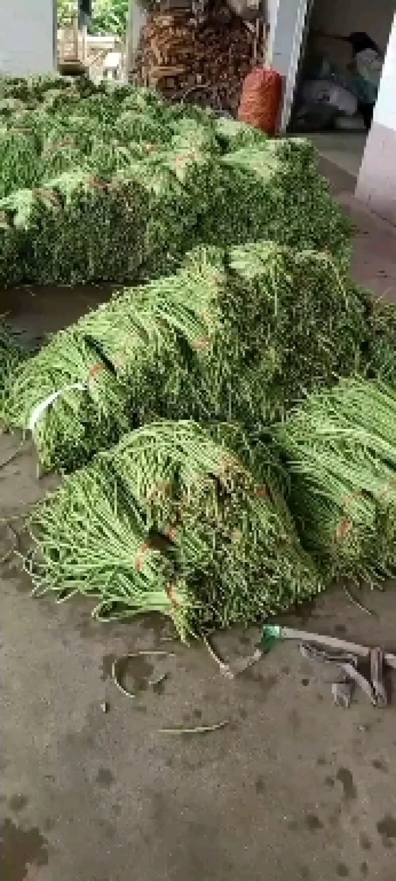精品长豇豆，长豆角，产地一手货源，质量保证，欢迎进店联系
