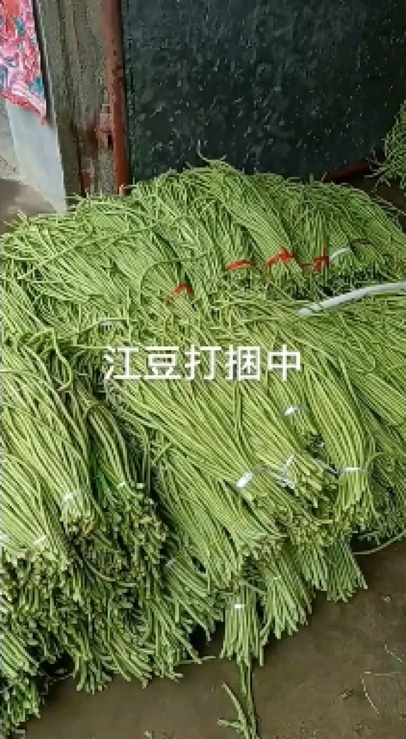 精品长豇豆，长豆角，产地一手货源，质量保证，欢迎进店联系