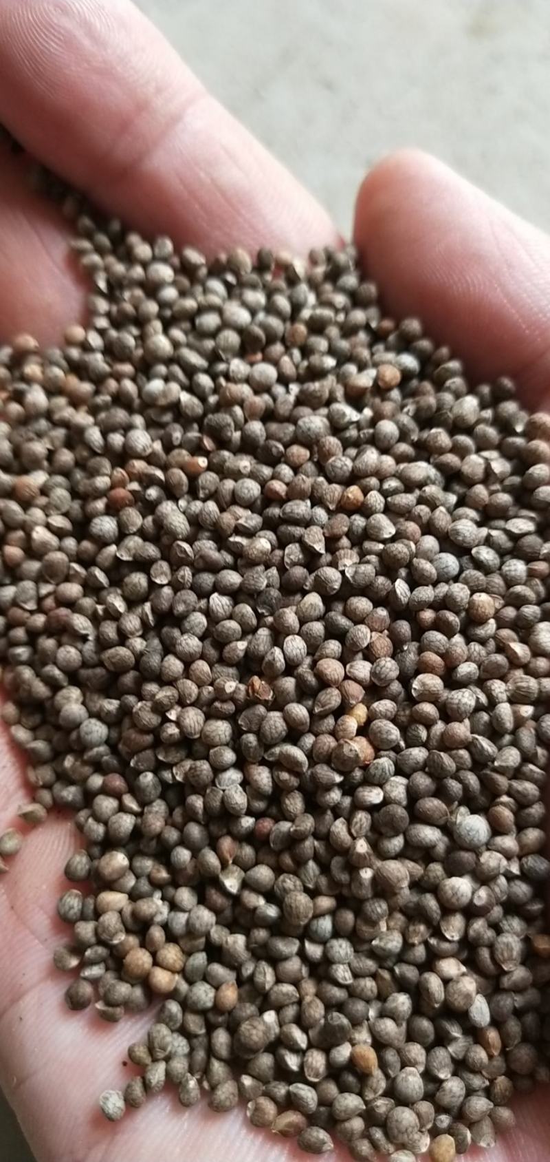 硬壳苏子调料馅料喂鸟苏子籽