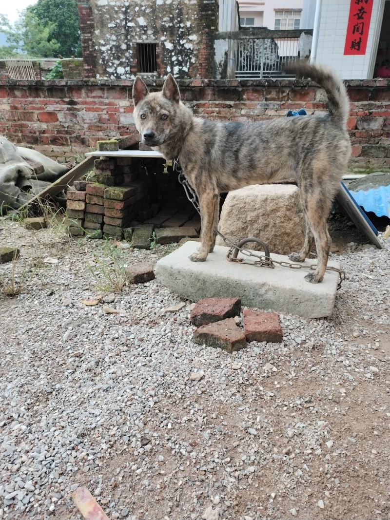 中华田园犬虎斑犬