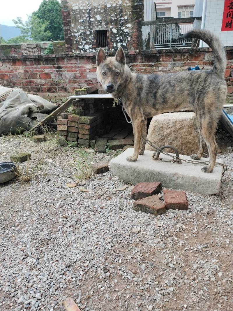 中华田园犬虎斑犬