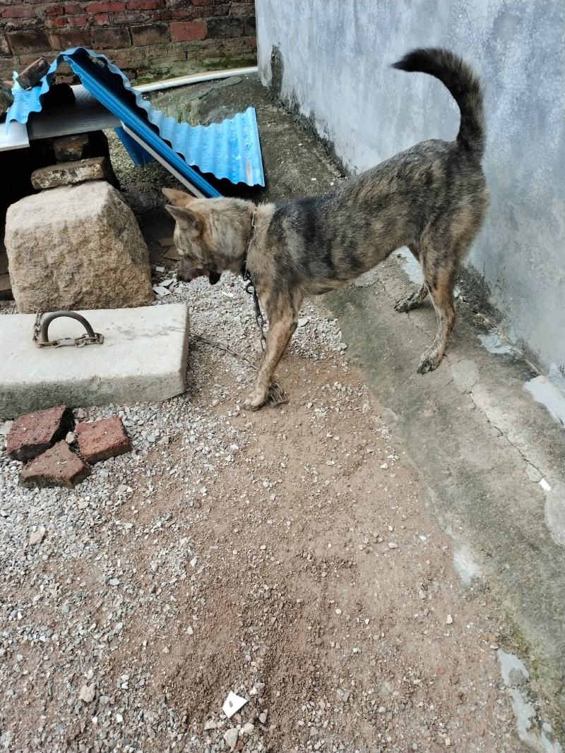 中华田园犬虎斑犬