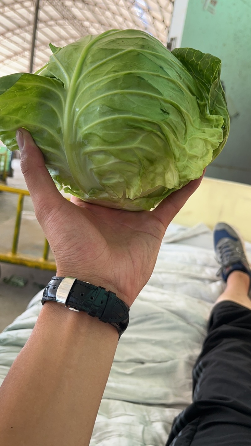 精品兰州圆包菜，精品好货。颜色全绿，个头均匀。