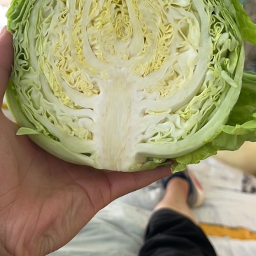 精品兰州圆包菜，精品好货。颜色全绿，个头均匀。