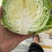 精品兰州圆包菜，精品好货。颜色全绿，个头均匀。