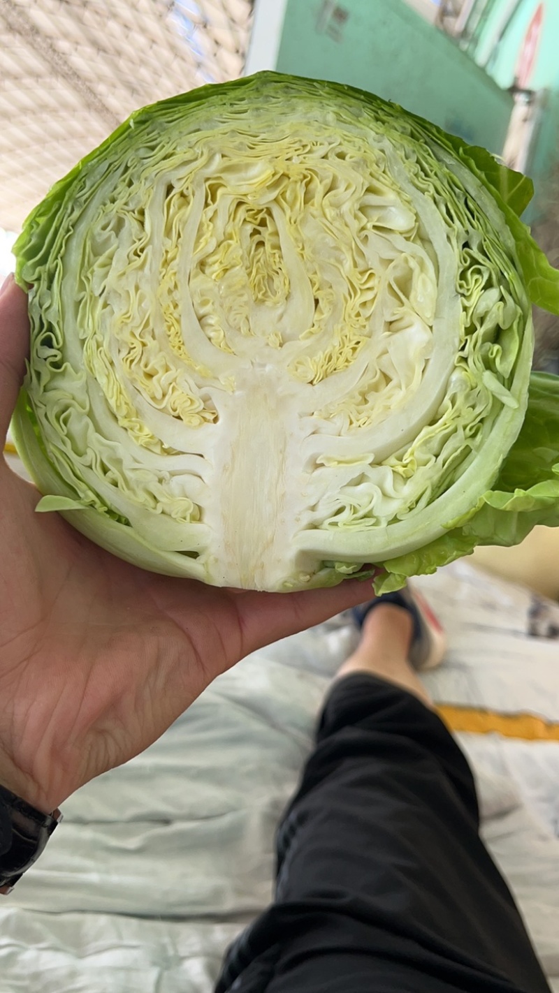 精品兰州圆包菜，精品好货。颜色全绿，个头均匀。