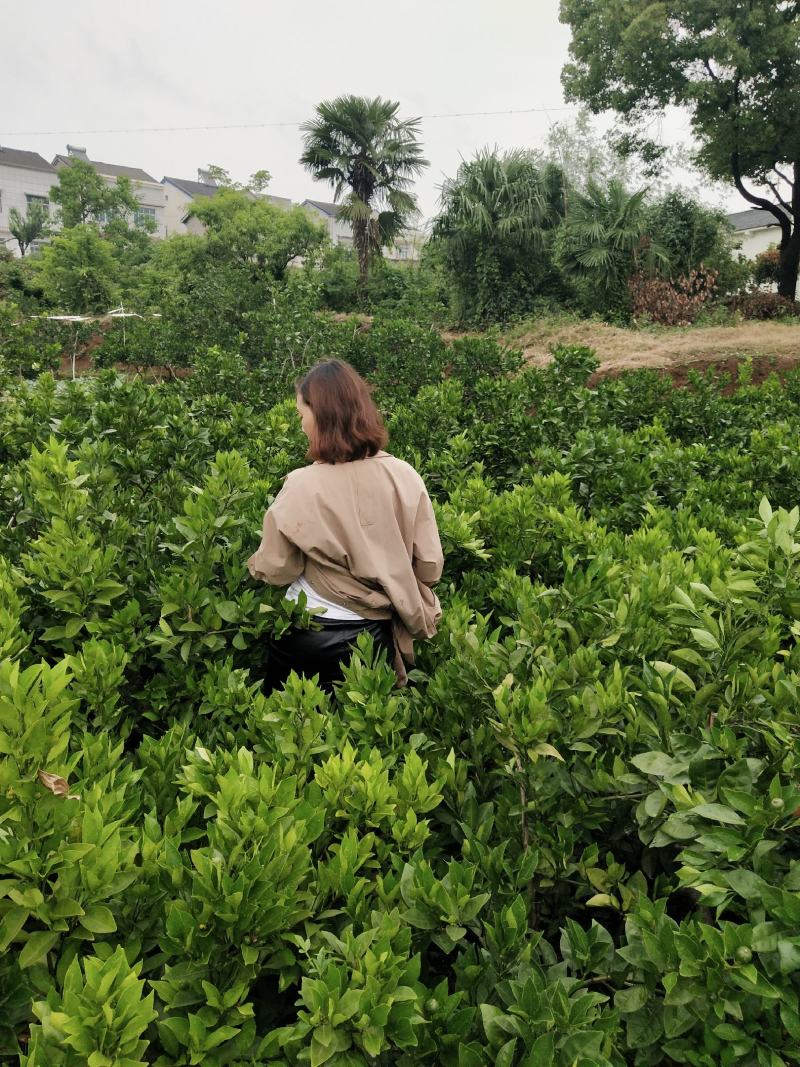 自家果园嫁接移植枸橘砧木纽荷尔脐橙3年树苗，品种纯正