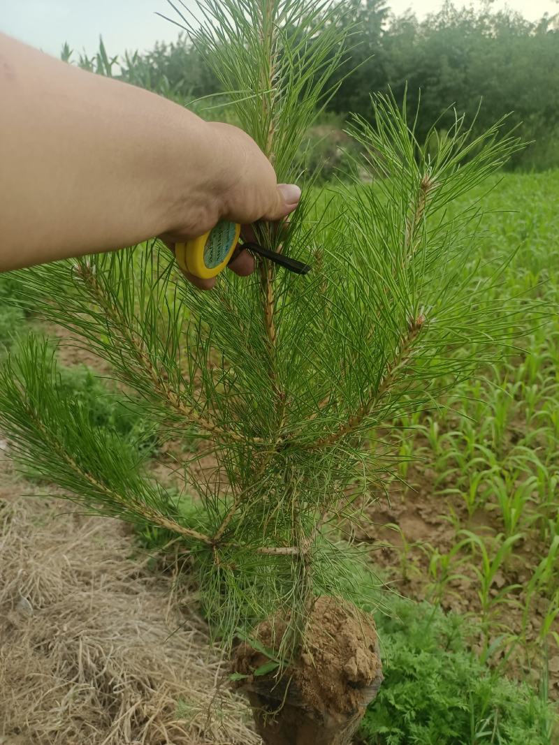 营养杯油松杯苗五十公分起步各种规格杯苗价格优惠