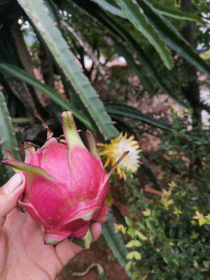 云南省红河州红心火龙果，颜色好，果子漂亮，全部产地直发