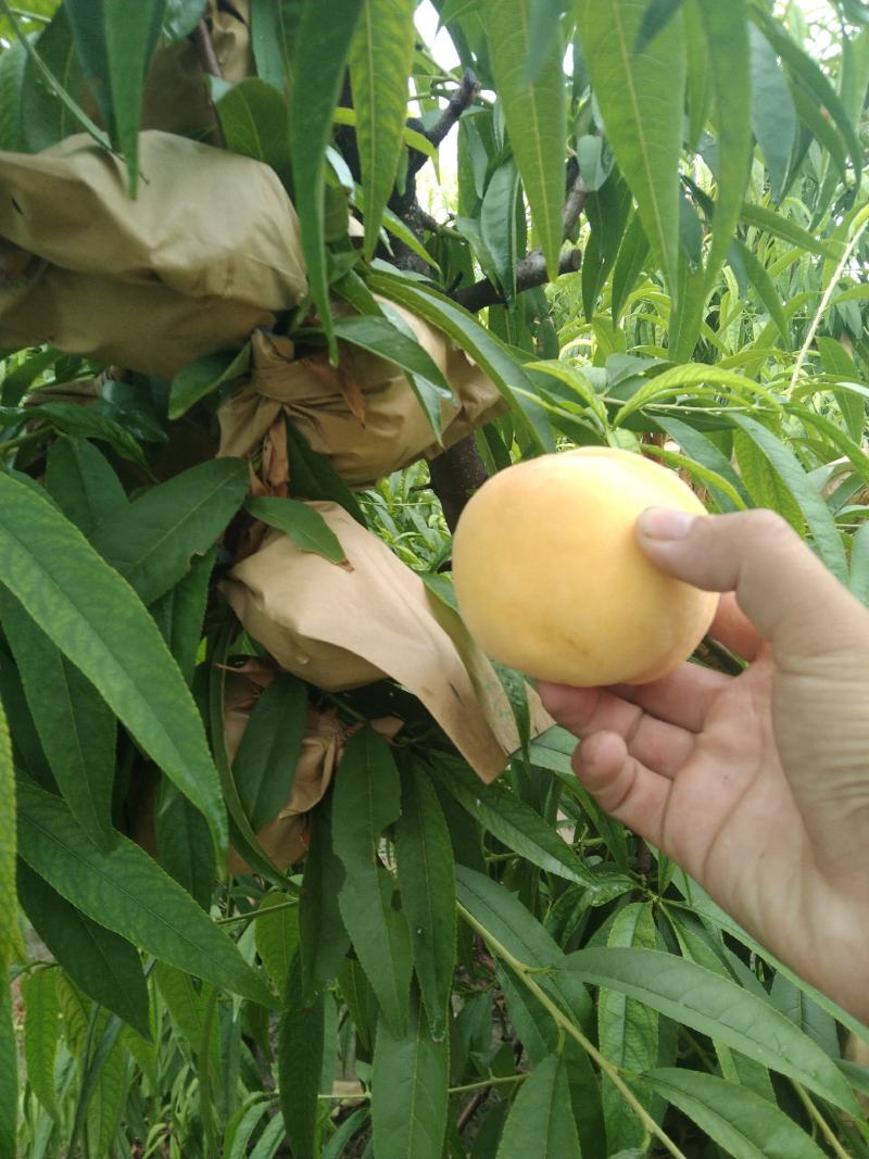 蟠桃，，中蟠十三，中蟠十一大量上市中。