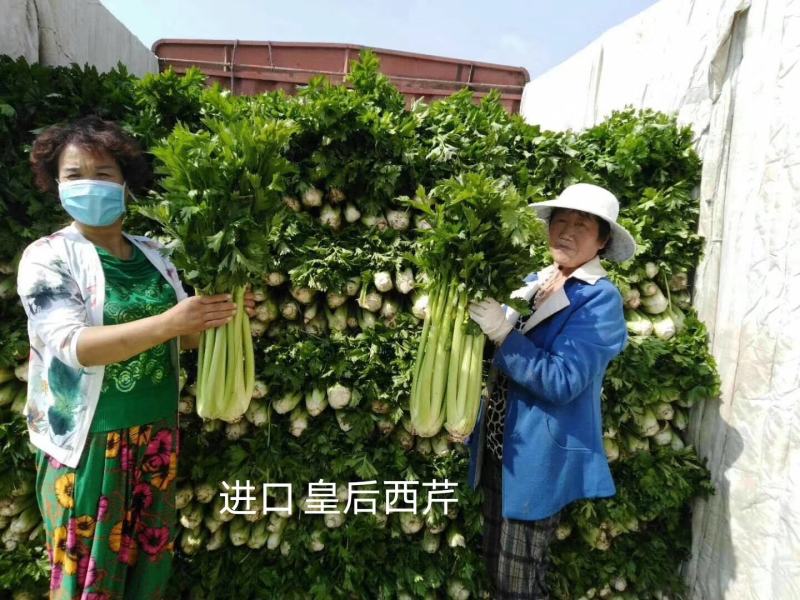 法国纯进口早熟皇后西芹种子进口芹菜种子